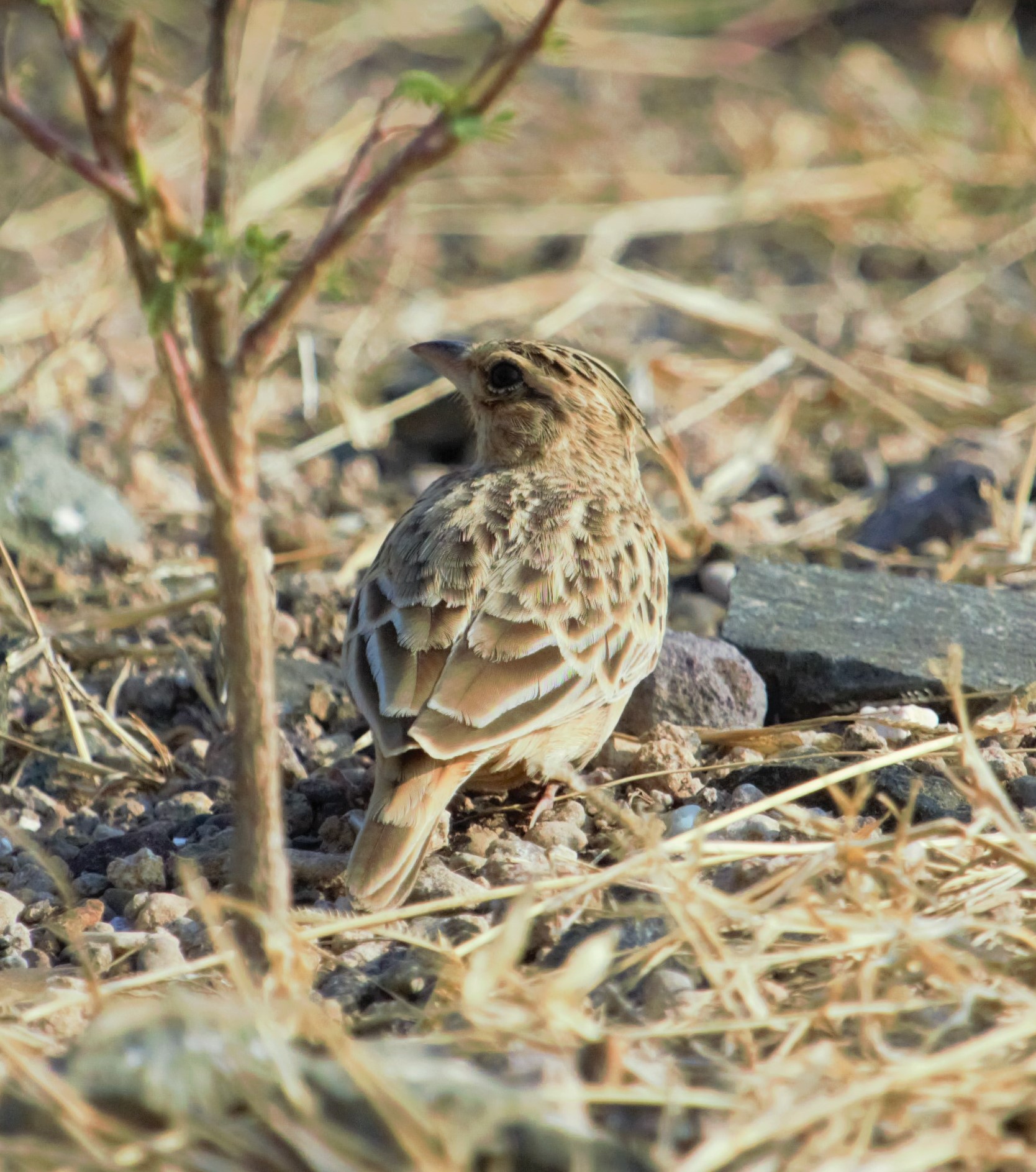 Sykes's Lark